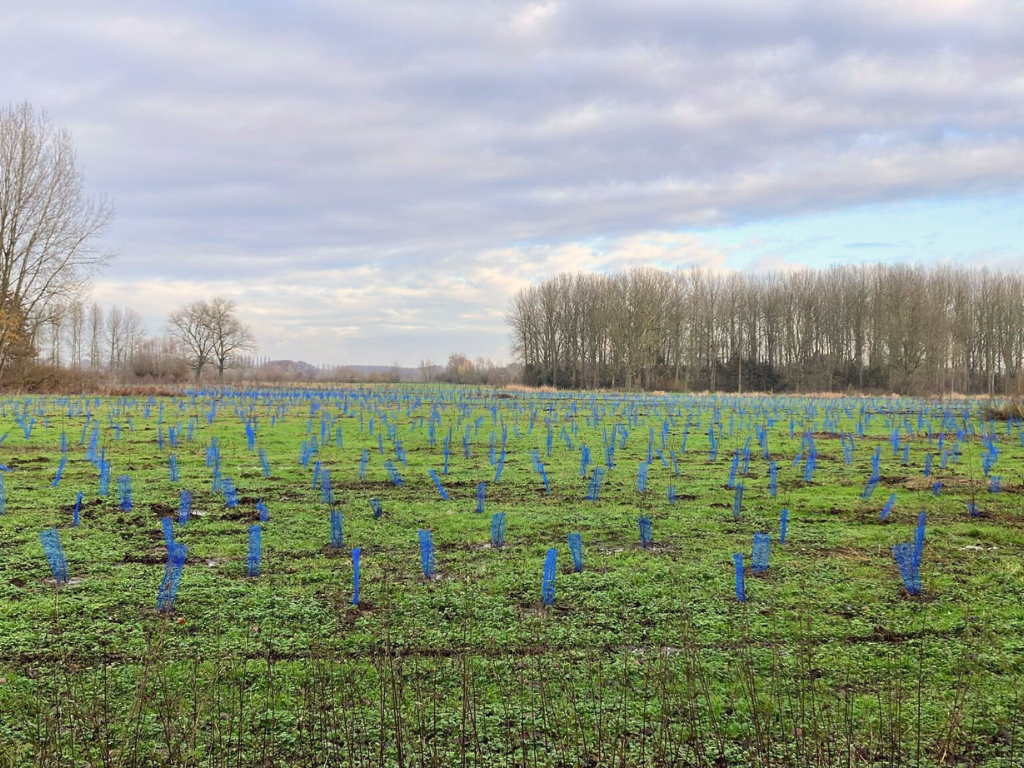 Haal financieel het maximum uit je grond via boscompensatie