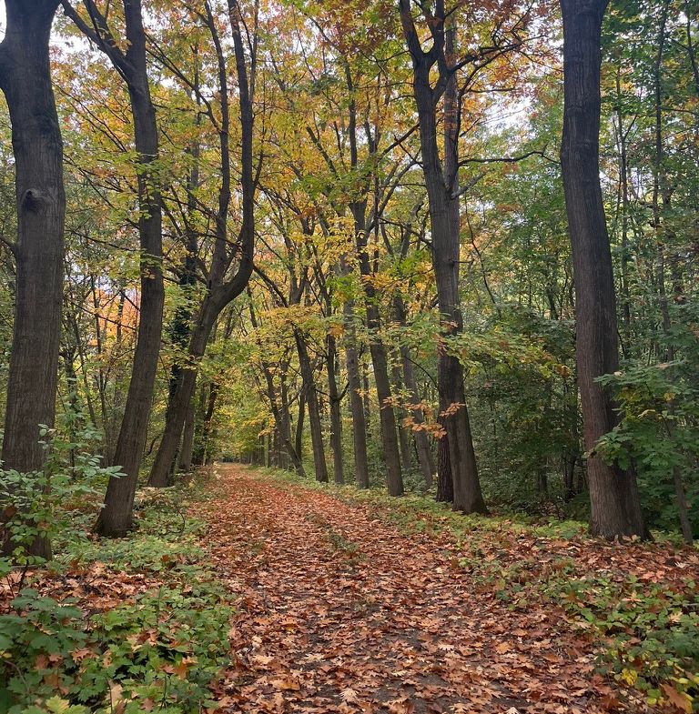 Nieuwe kansen voor boseigenaars via de vrijwillige koolstofmarkt