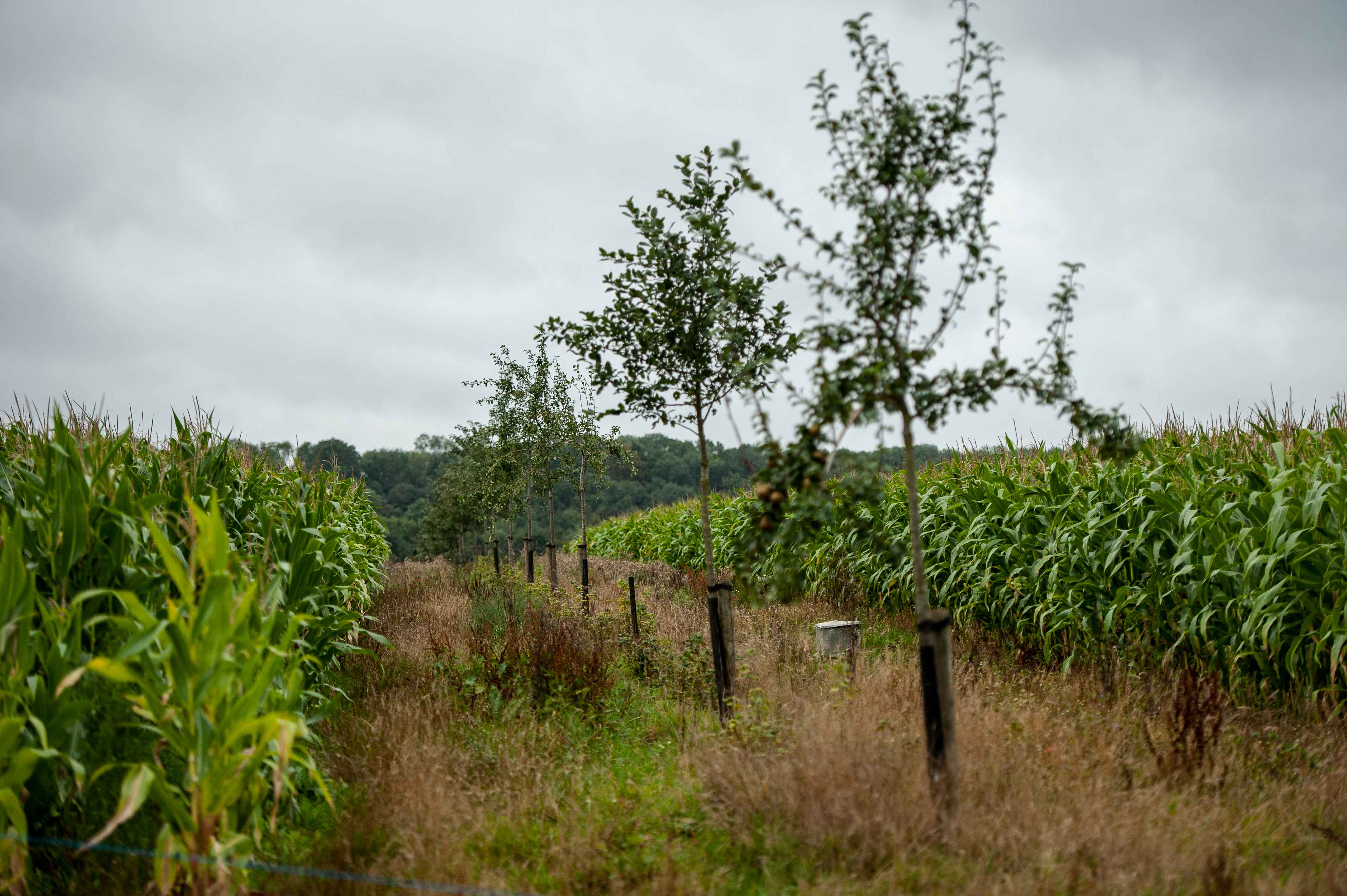 Agroforestry in Vlaanderen