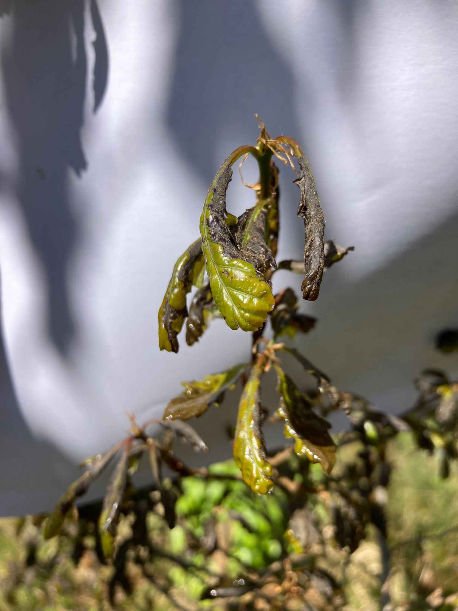 vorstschade jonge eik