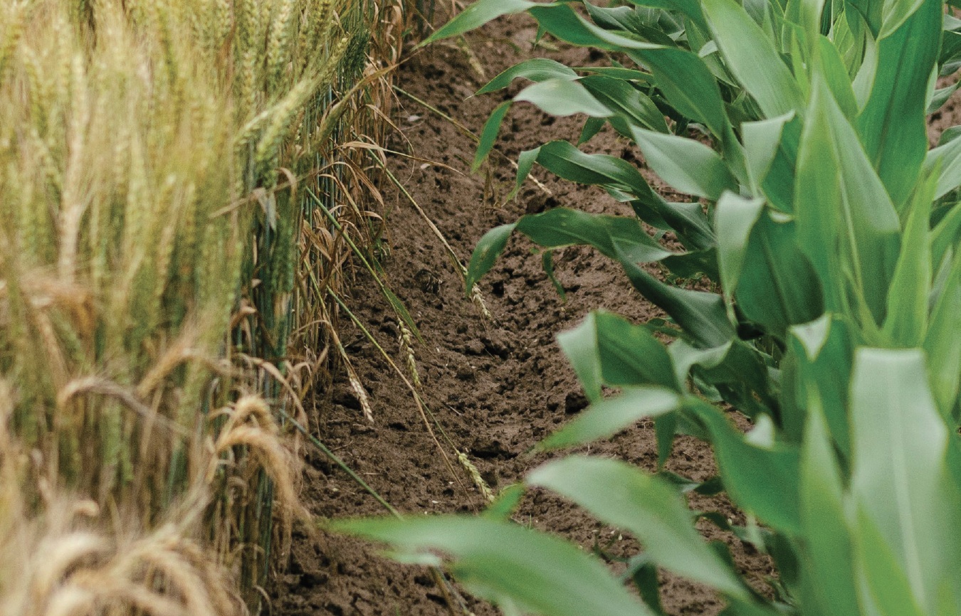 Hightech en duurzaam met robots en pixelfarming