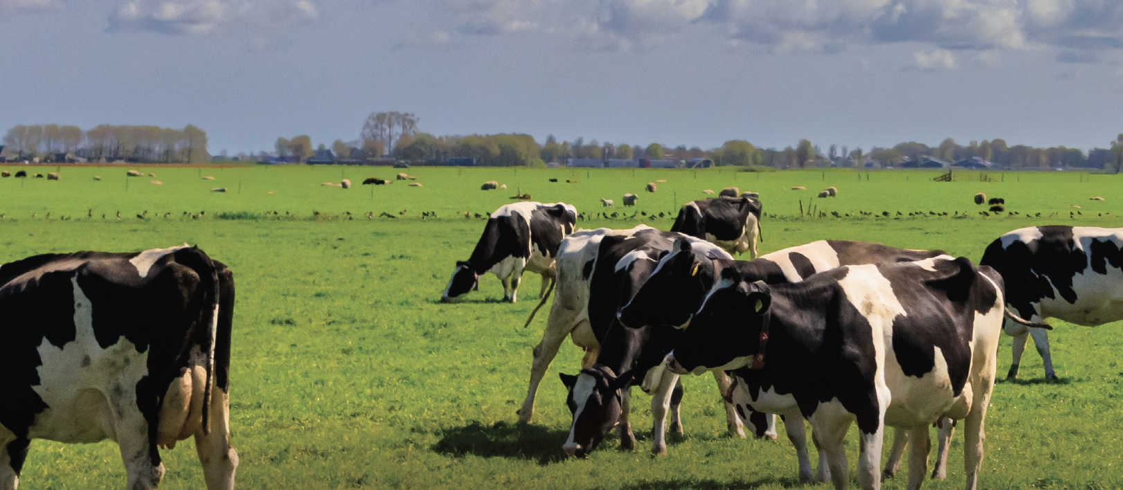 Koolstoflandbouw: toekomstperspectief voor duurzame landbouw en verdienmodellen