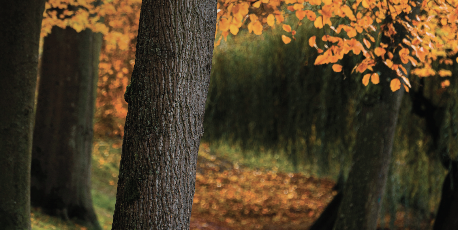Watertransport in bomen en de mechanismen waarmee bomen droogte weerstaan