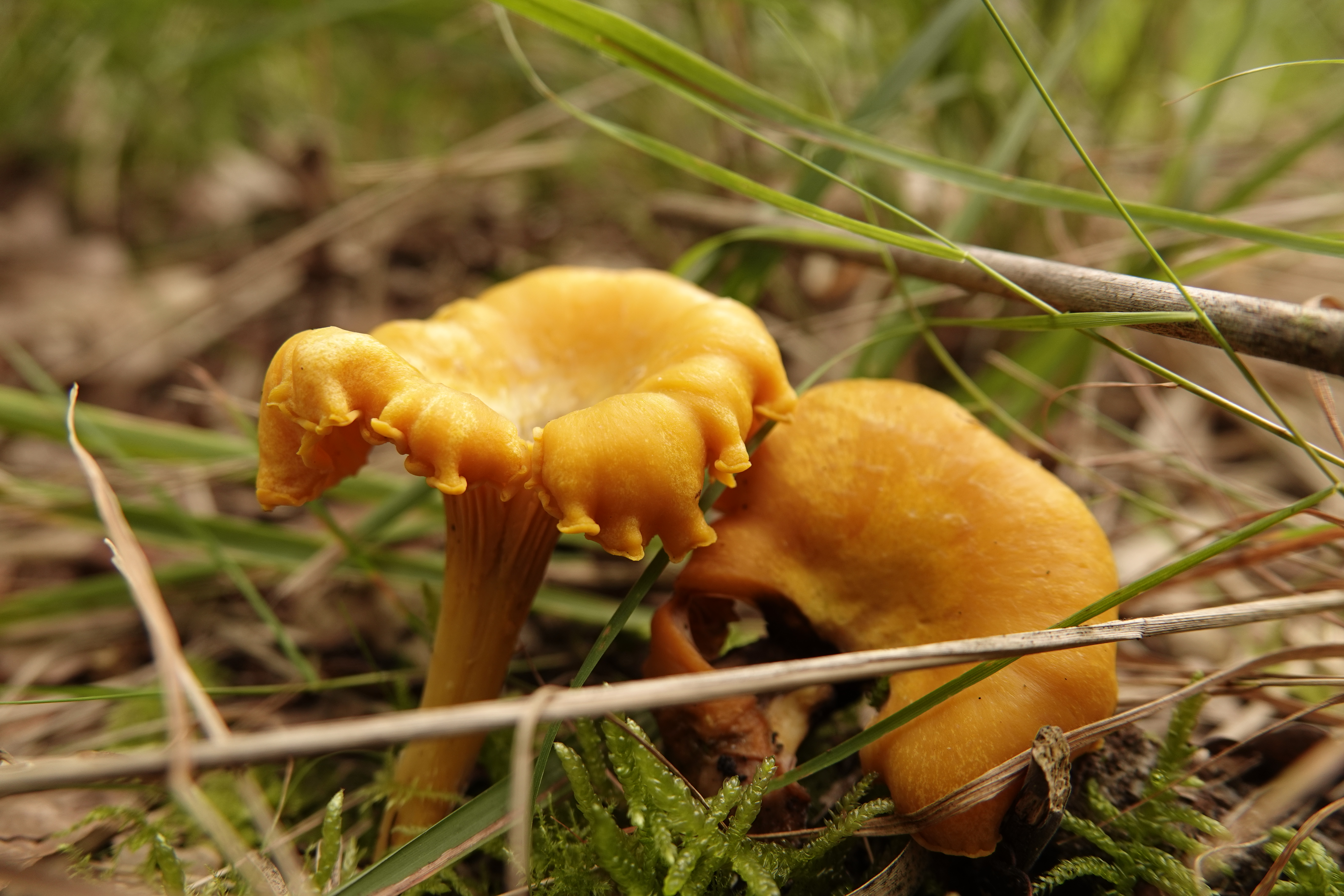 paddenstoelen bos