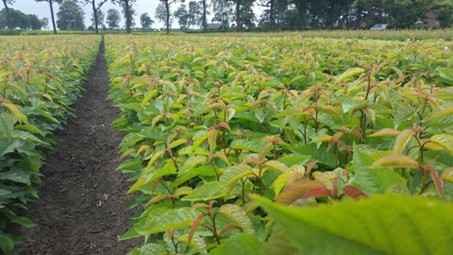 brede genetische basis